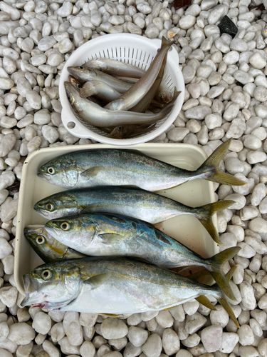 ワカシの釣果