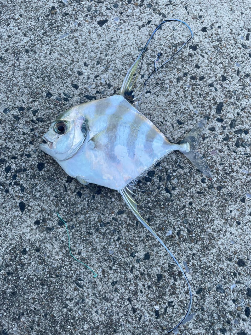 イトヒキアジ