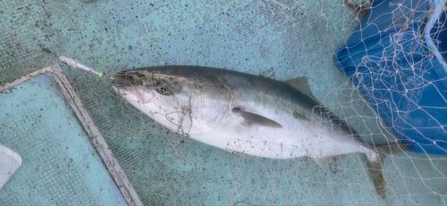 ブリの釣果