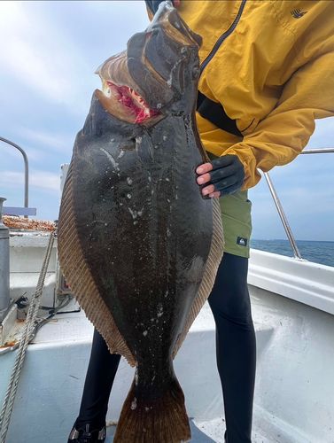 ヒラメの釣果