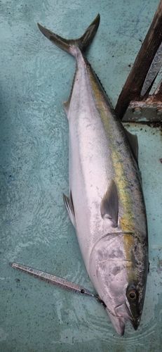 ブリの釣果