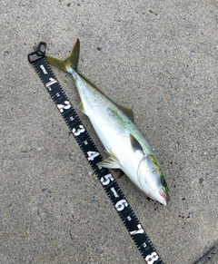ワラサの釣果