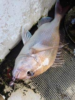 タイの釣果