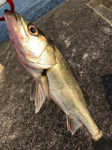 フッコ（マルスズキ）の釣果