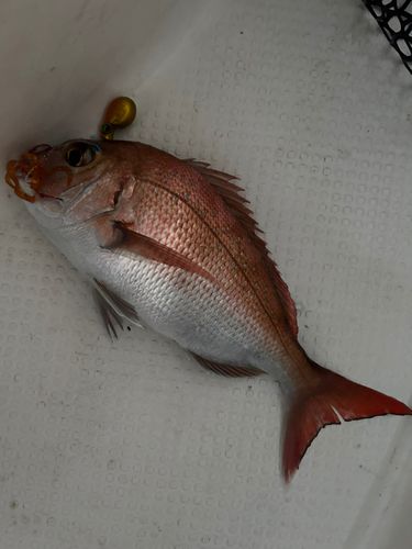 マダイの釣果