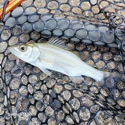 セイゴ（ヒラスズキ）