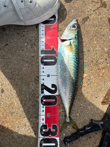サバの釣果