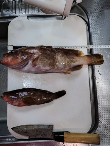 キジハタの釣果
