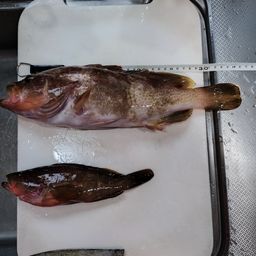 キジハタ