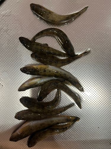大井ふ頭中央海浜公園