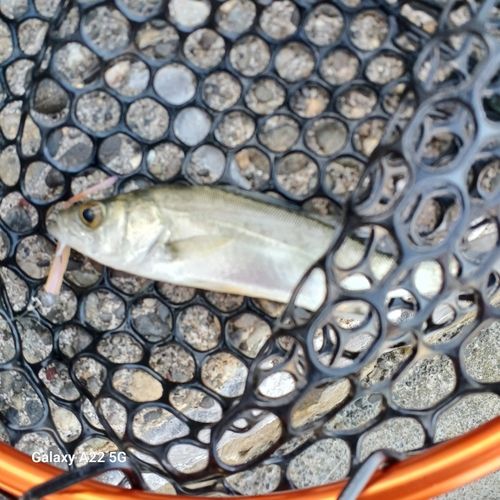 セイゴ（マルスズキ）の釣果