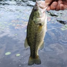 ラージマウスバス