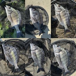 クロダイ