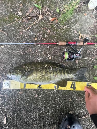 スモールマウスバスの釣果