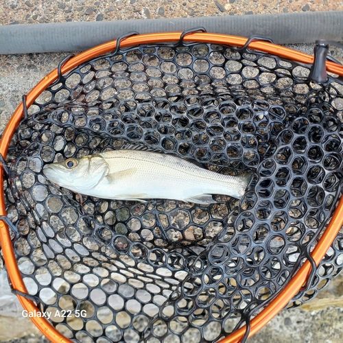 セイゴ（ヒラスズキ）の釣果
