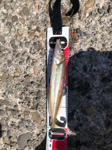 キスの釣果