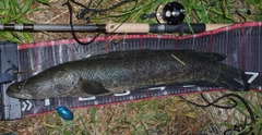 ライギョの釣果