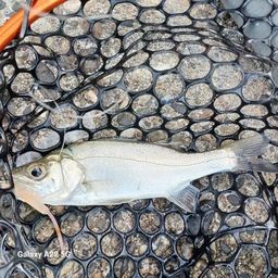 セイゴ（ヒラスズキ）