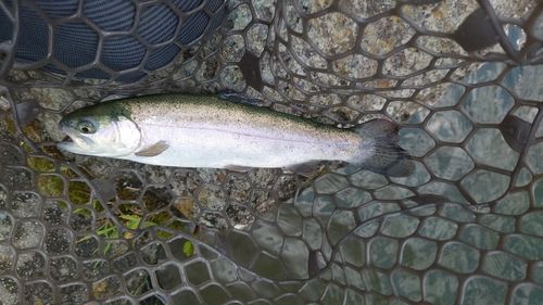 ベリーパーク in FISH ON! 鹿留