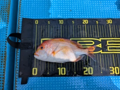 レンコダイの釣果