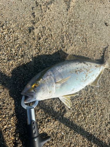 ショゴの釣果