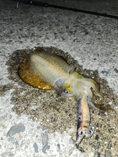 アオリイカの釣果