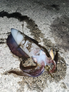 アオリイカの釣果
