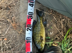 スモールマウスバスの釣果