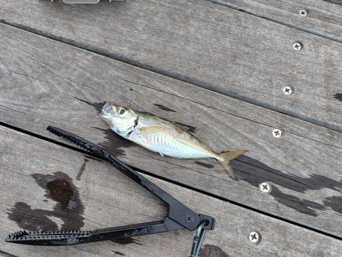 マアジの釣果