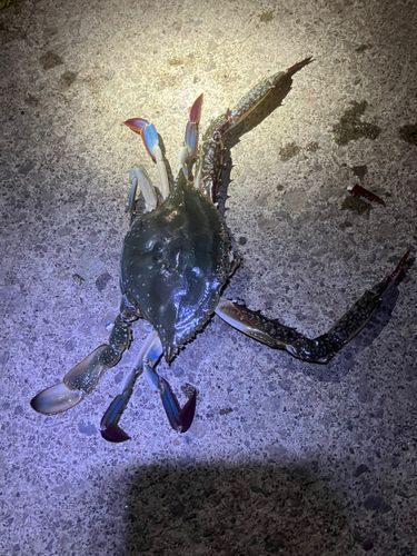 ワタリガニの釣果
