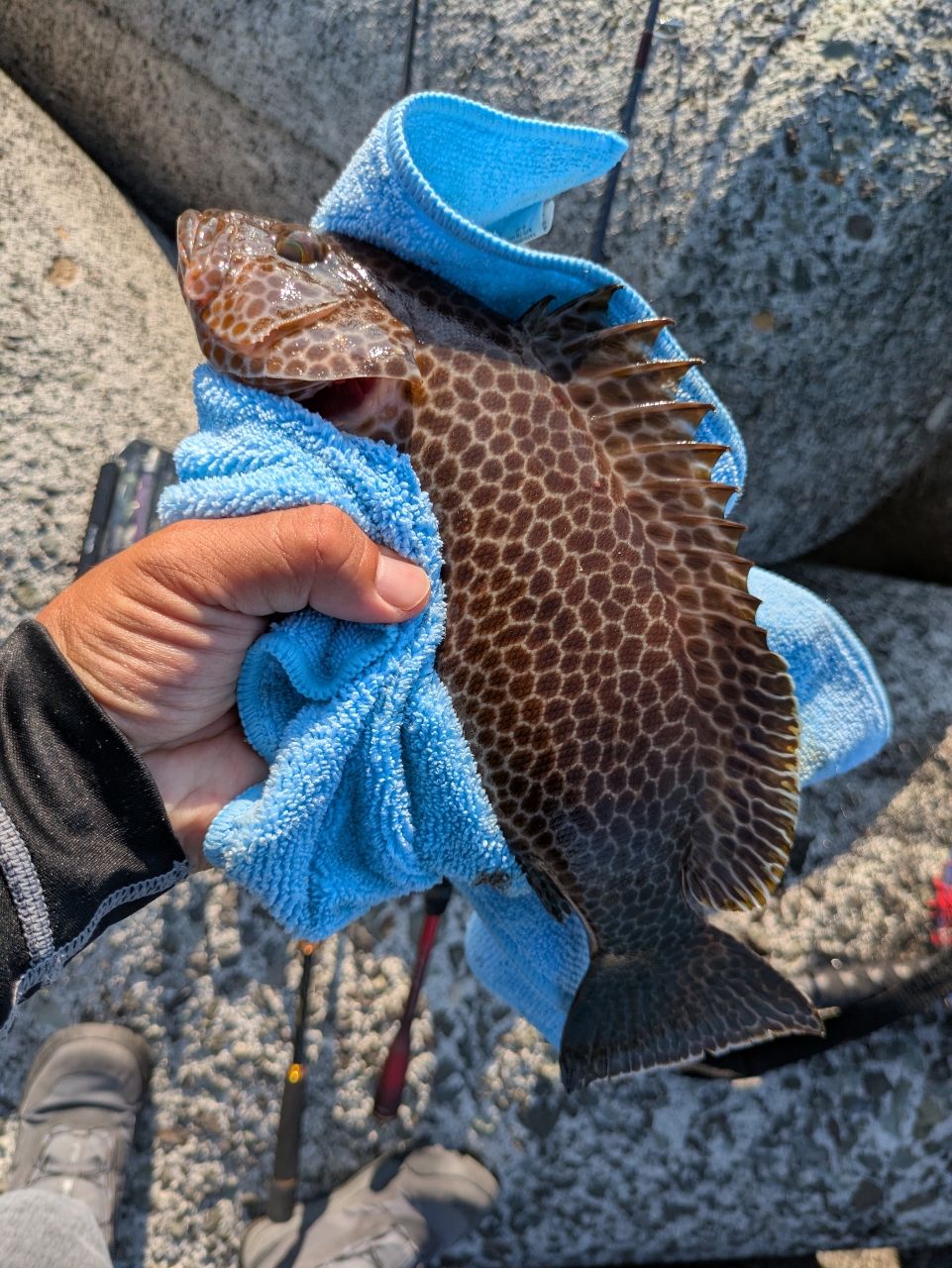 オオモンハタ