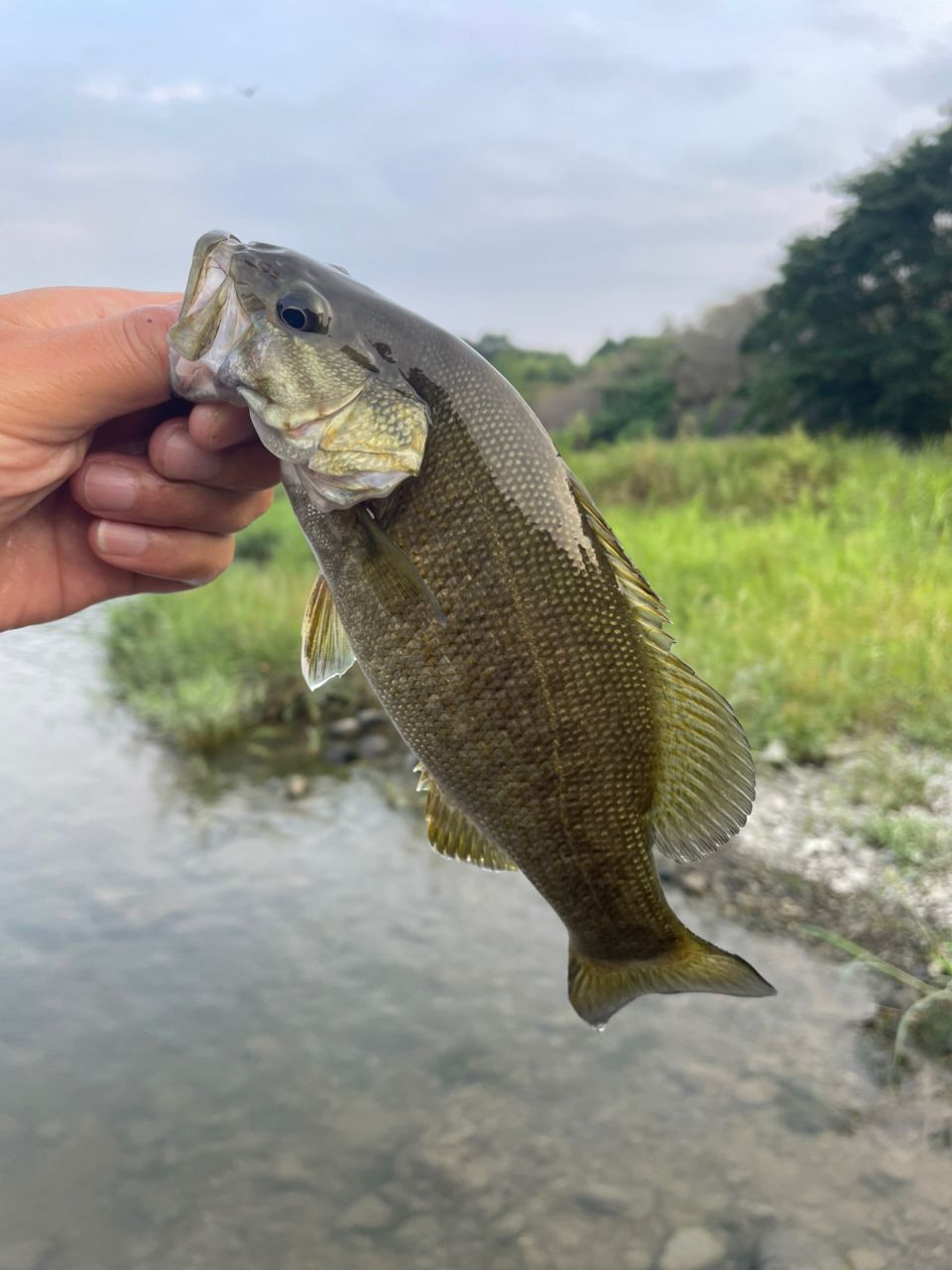 スモールマウスバス