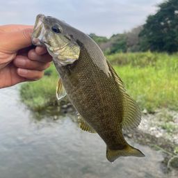 スモールマウスバス