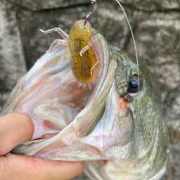 ブラックバス