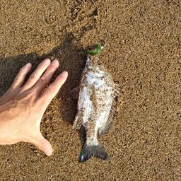 クロダイ