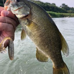 スモールマウスバス