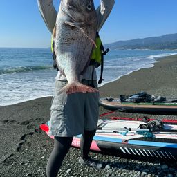 マダイ