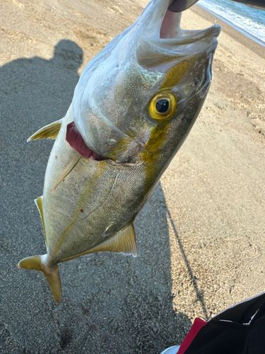 ショゴの釣果