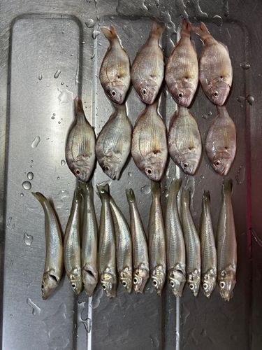 シロギスの釣果