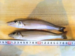 シロギスの釣果