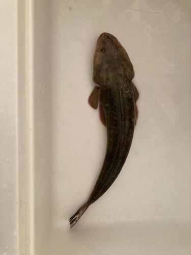 三河湾
