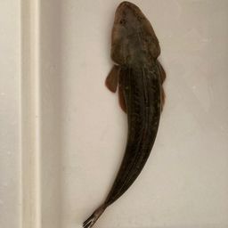 マゴチ