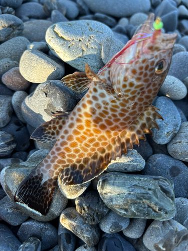 オオモンハタの釣果