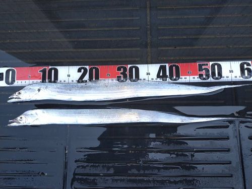 タチウオの釣果