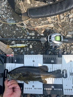 スモールマウスバスの釣果