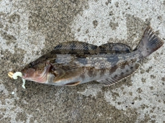 アイナメの釣果