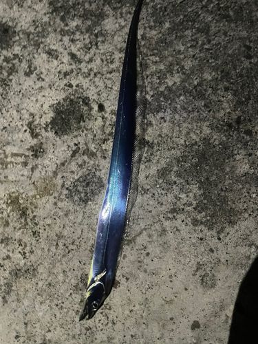駿河湾