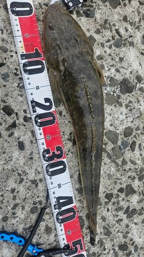 マゴチの釣果