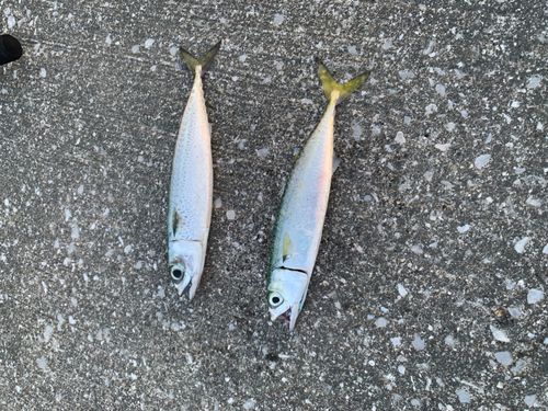 ゴマサバの釣果