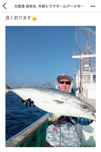 ワラサの釣果
